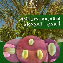 Why Farafra Is the Best Region for Date Palm Cultivation in Egypt?