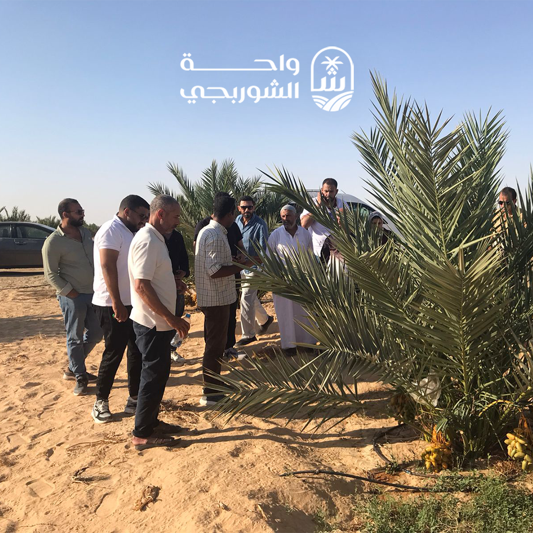 Investor Visits to ElShorbagy Farms